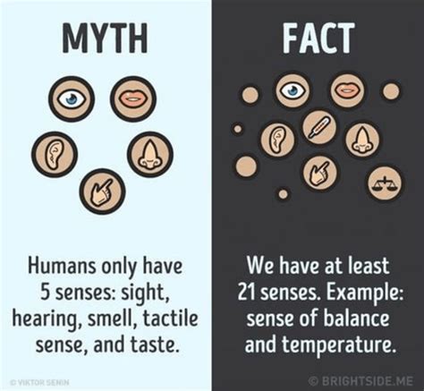 12 Myths About The Human Body And Their Truths Psychology Fun Facts 12 Myths About The Human Body And Their Truths Psychology Fun Facts