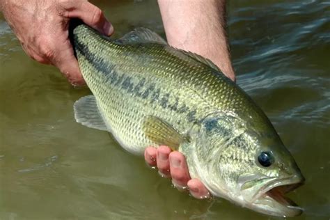 5 Fishing Tips For Beginners Wide Open Spaces 5 Fishing Tips For Beginners Wide Open Spaces