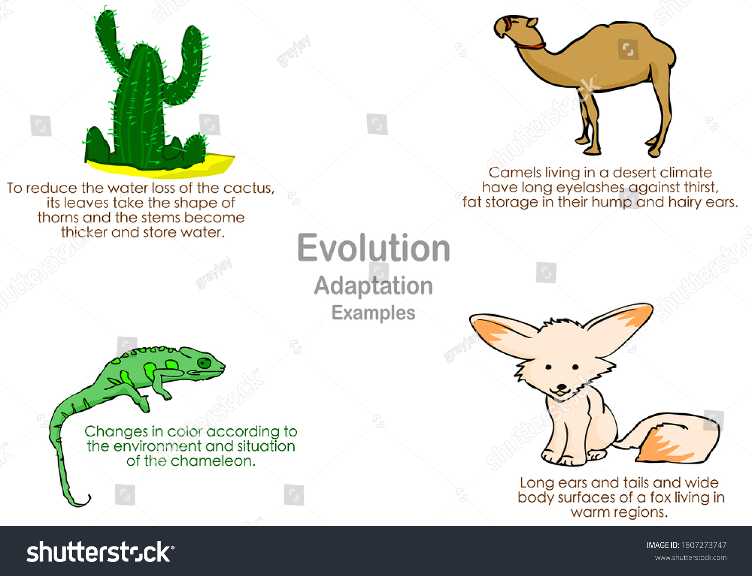 Animal Evolution Examples