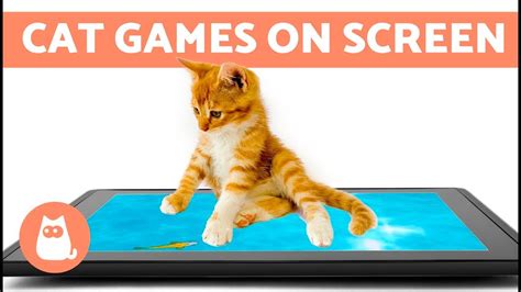 Cat Game Videos Fun