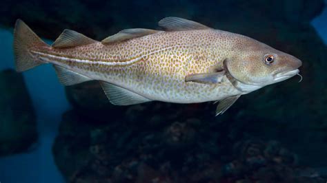 5 Cod Fishing Tips 5 Cod Fishing Tips