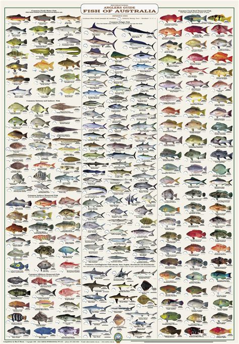 Fish Marine Life Identification Wall Charts Field Guides Decal St Fish Marine Life Identification Wall Charts Field Guides Decal St