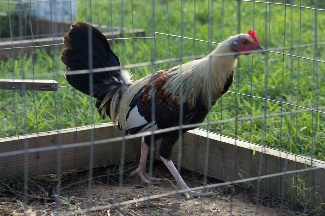 5 Tips Game Fowl