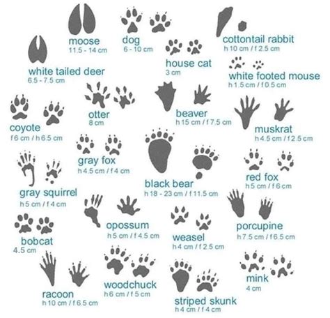 Guide To Common Prints When Tracking Coolguides In 2021 Animal Guide To Common Prints When Tracking Coolguides In 2021 Animal