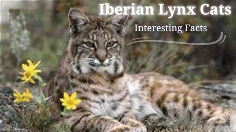 Iberian Lynx Cat Facts Fun Facts About Iberian Lynx Cats Youtube Iberian Lynx Cat Facts Fun Facts About Iberian Lynx Cats Youtube