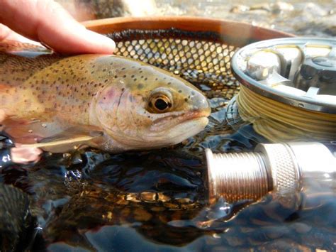 Idaho Fishing 101 An Angling Overview Of The Gem State Visit Idaho Idaho Fishing 101 An Angling Overview Of The Gem State Visit Idaho