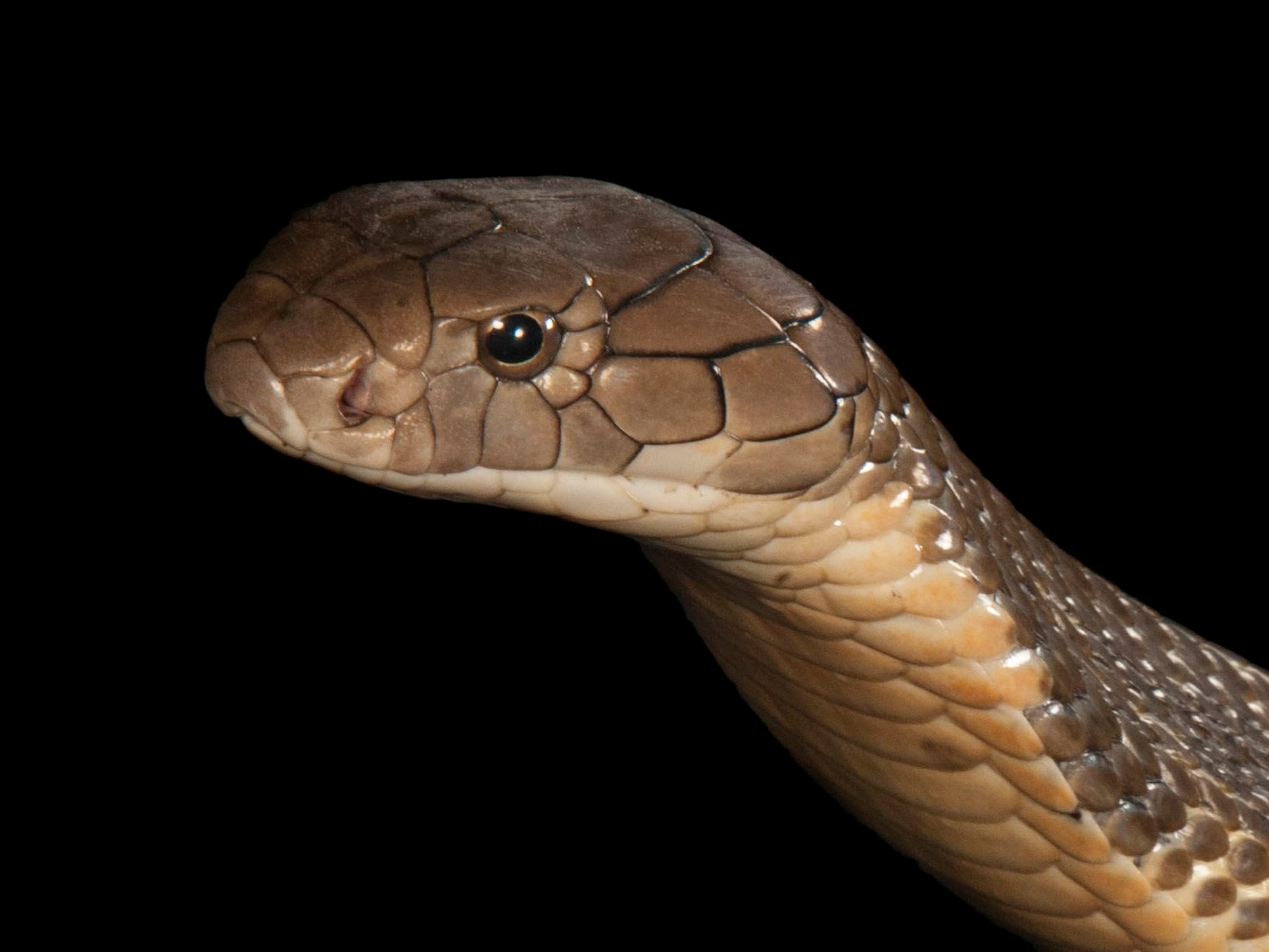 King Cobra Eyes Close Up King Cobra Eyes Close Up