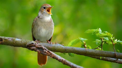 Nightingale Bird Singing Nightingale Bird Singing