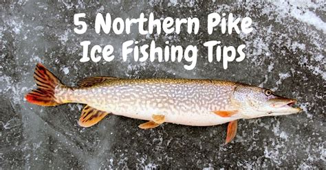 Northern Pike Ice Fishing Tips Tackle Box Talk Northern Pike Ice Fishing Tips Tackle Box Talk