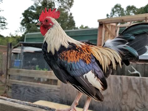 Old English Game Bantam Chicken Breed