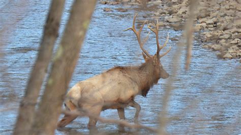 PA Game Commission Elk Cam Live