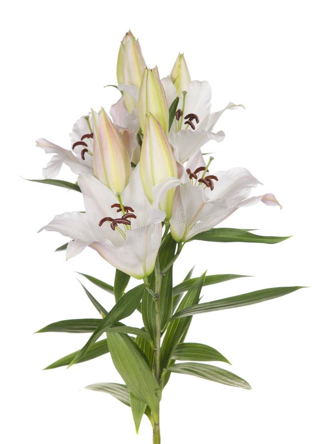 White Lily Flowers Free Stock Photo Public Domain Pictures