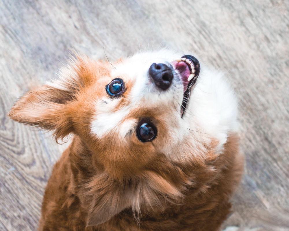 Why Are Dogs So Friendly Science Now Has An Answer Modern Dog Magazine