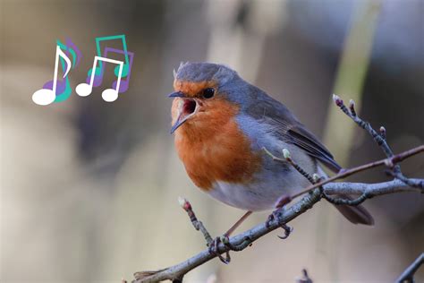 Why Do Birds Actually Sing Flypaper Why Do Birds Actually Sing Flypaper